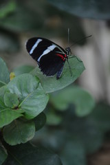 Schmetterling Nahaufnahme