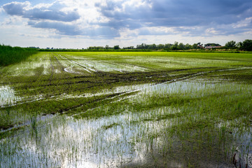 Rizière de Camargue