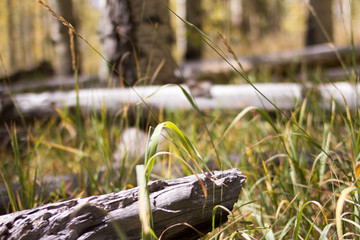 logs