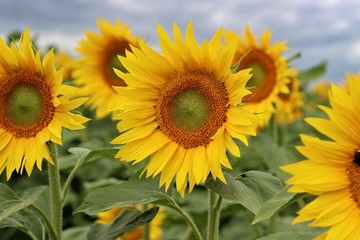 sunflower field of sunflowers