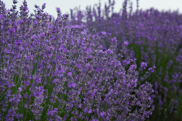 Close up Bushes of lavender purple aromatic flowers at lavender field
