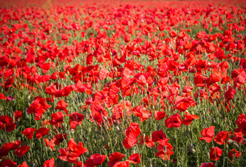 field of poppies in a rural landscape