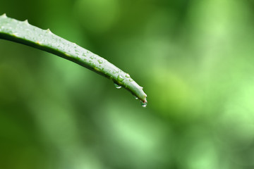  aloe vera on a green bottom with drops of water 