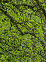 branches of old tree crossing frame