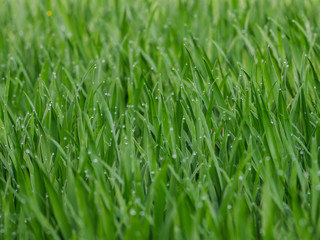green grain field early growth phase close up