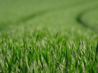 Fototapeta premium green grain field early growth phase close focus