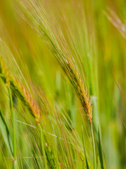 light green grain field medium growth phase close up