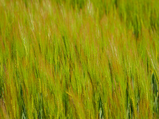 light green grain field medium growth phase close up