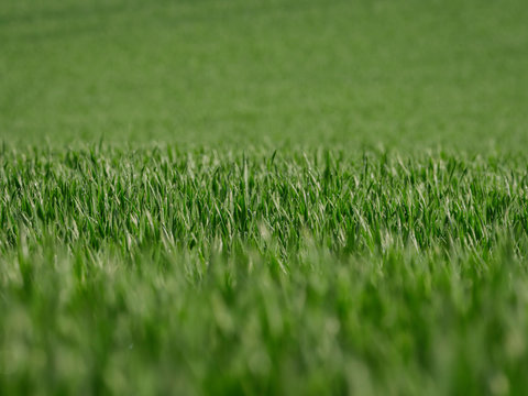 Green Grain Field Early Growth Phase