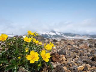 Obraz premium 大雪山 ミヤマキンポウゲ 高山植物