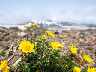 Obraz premium 大雪山 ミヤマキンポウゲ 高山植物