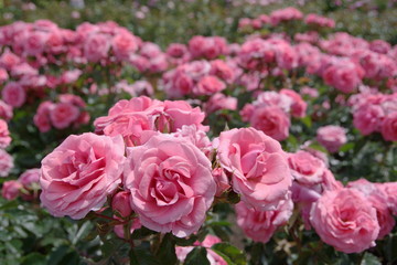 Pink rose in a English garden