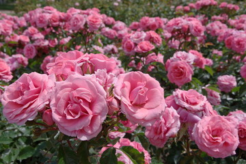 Pink rose in a English garden