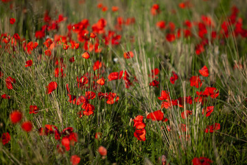 Poppy field in the evening sun with depth of Field