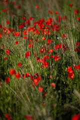 Poppy field in the evening sun with depth of Field
