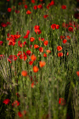 Poppy field in the evening sun with depth of Field