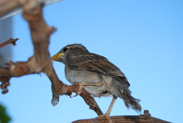 Sparrow Bird on Grape Vine