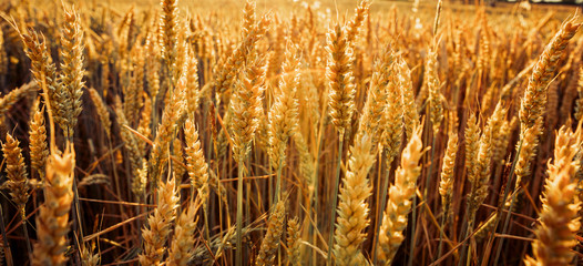 Fototapeta premium Weizen / Gerste Feld Sommer Sonnenuntergang