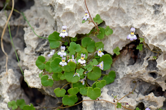 Zimbelkraut (cymbalaria microcalyx subsp. paradoxa)