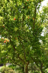 Pomegranate is used as an ornamental, raw food, juice, grenadine syrup, etc. It is also a herbal medicine.