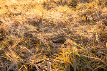 Weizen / Gerste Feld Sommer Sonnenuntergang