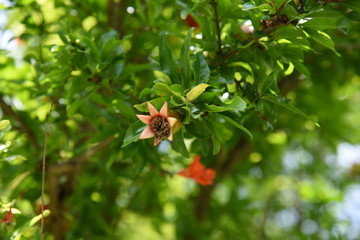 Pomegranate is used as an ornamental, raw food, juice, grenadine syrup, etc. It is also a herbal medicine.