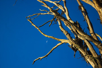 tree on blue sky