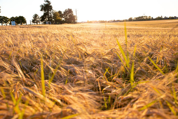 Fototapeta premium Weizen / Gerste Feld Sommer Sonnenuntergang