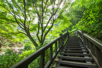 Obraz premium 見帰りの滝へと続く遊歩道 佐賀県唐津市 