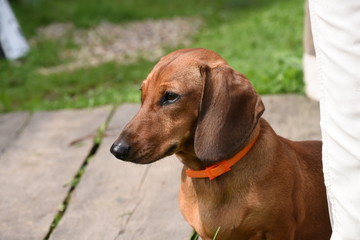 Dachshund with orange collar sitting on outdoors, close-up portrait