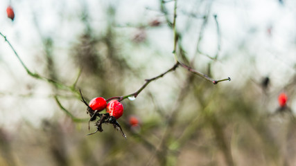 Macro wild rose hips in natural light.