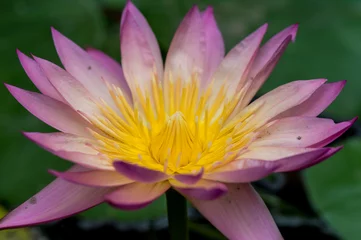Fotobehang Purple Lotus © Adriaan