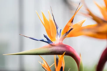 Fotobehang bird of paradise flower © Adriaan