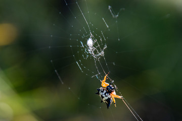 spider on a web