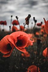 Obraz premium red poppies