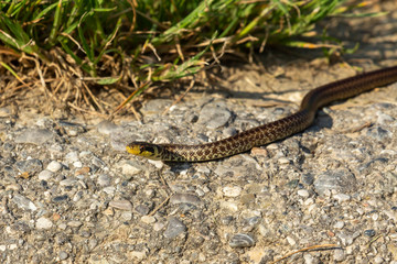 Jungtier einer Äskulapnatter am Schotterweg