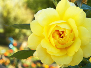 One big yellow rose with her leaves focused on foreground
