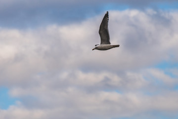 flying seagull with perfect extension of the wing in the background a cloudy sky