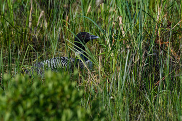 Common Loon Sitting on the Nest Hidden by Vegetation on the Lake