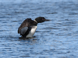 Common Loon Splashing Water With Open Wings