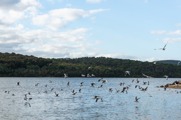 flying birds in a lake