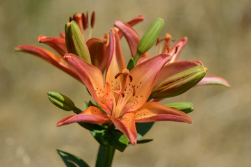 Red lilies bloom