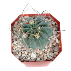 Echinopsis ferox (syn. Lobivia ferox) VG 608 isolated on white background