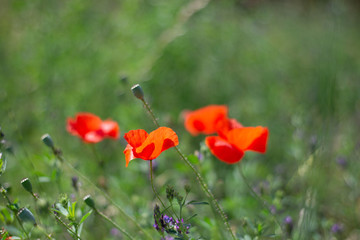 Obraz premium Red poppy flowers in the field, select focus