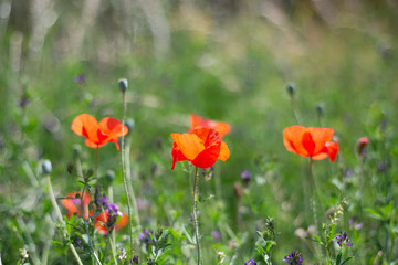 Red poppy flowers in the field, select focus