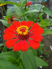 Flor de petalos rojos