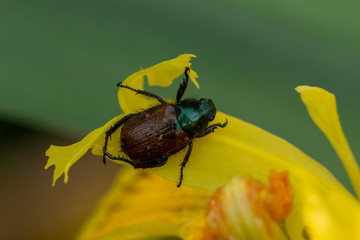 Macro of big black and brown beetle on iris flower (meadow)