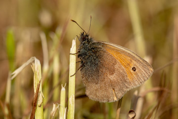 The small heath (Coenonympha pamphilus) - small butterfly on meadow