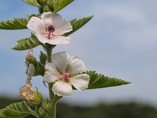白いマロウの花