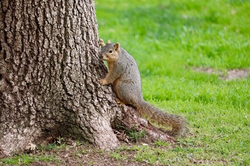 Naklejka na ściany i meble Squirrel leaning on a tree